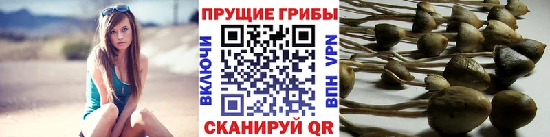 что такое наркотик  Кадников  Псилоцибиновые грибы ЛСД 